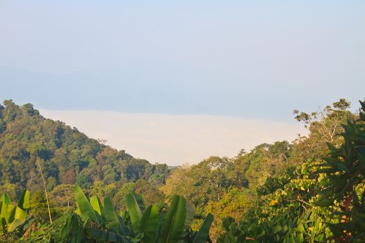 sea of fog with forests as foreground. This place is in the Kaeng Krachan national park, Thailand