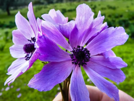Close up view of purple daisies
