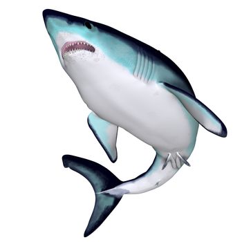 The Mako is a large species of predatory shark that can grow to 4.45 meters or 14.6 feet.