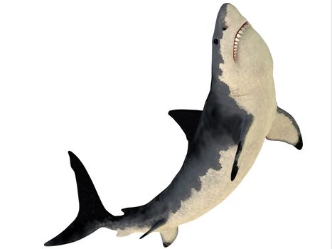 Megalodon is an extinct species of shark that grew to 18 meters or 59ft and lived in the Cenozoic Era.