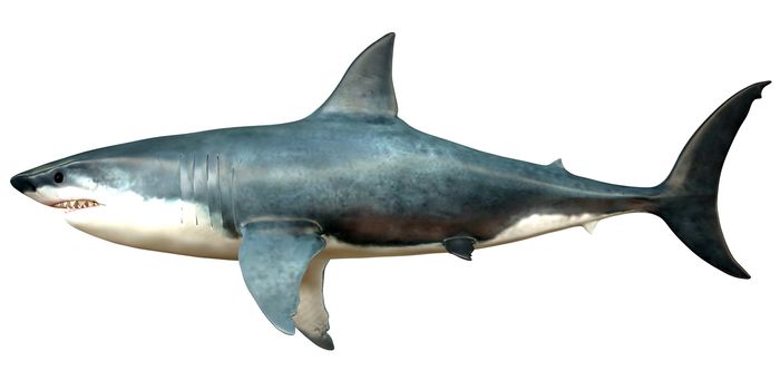 Megalodon is an extinct species of shark that grew to 18 meters or 59ft and lived in the Cenozoic Era.