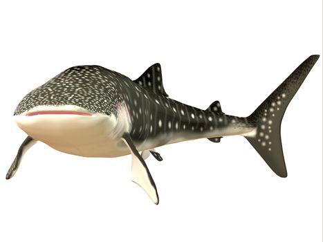 The Whale shark is a slow-moving filter feeder and can grow up to 12.65 meters or 41.50 feet.