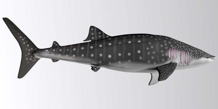 The Whale shark is a slow-moving filter feeder and can grow up to 12.65 meters or 41.50 feet.
