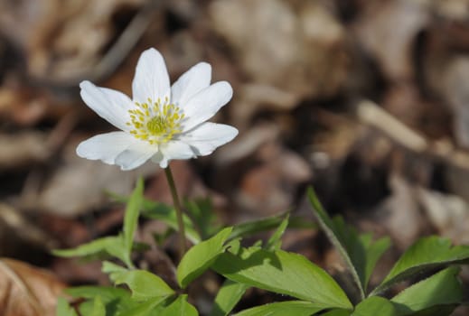 Anemone nemorosa is an early-spring flowering plant in the genus Anemone in the family Ranunculaceae, native to Europe. Common names include wood anemone, windflower, thimbleweed, and smell fox, an allusion to the musky smell of the leaves. It is a perennial herbaceous plant growing 5–15 centimetres (2.0–5.9 in) tall.
