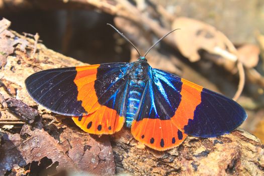 beautiful moth in deep forest, in genus Milionia