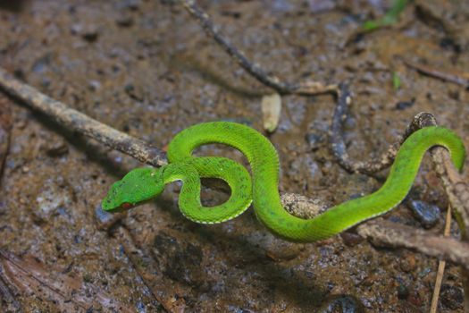 snake green pit viper in forest