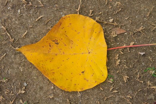 Yellow autumn leaf on ground in forest