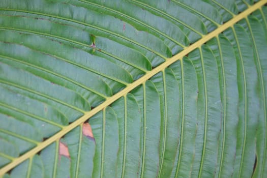 Fern leaf texture, Natural abstraction in forest