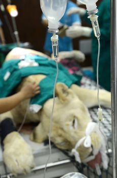 Veterinarian performing an operation on a lion in the operating room