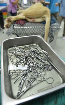 Veterinarian performing an operation on a lion in the operating room