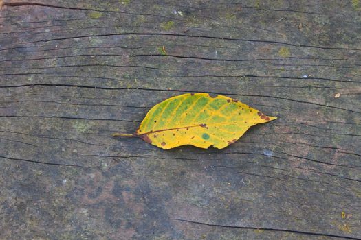 Yellow autumn leaf on a background of wooden bench