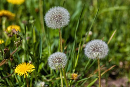 Yellow and white dandelions in a green grass in the spring with selective focusing