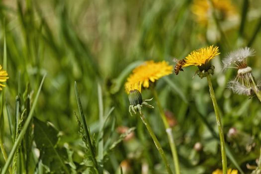 Yellow dandelions in a green grass in the spring with selective focusing