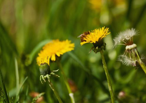 Yellow dandelions in a green grass in the spring with selective focusing