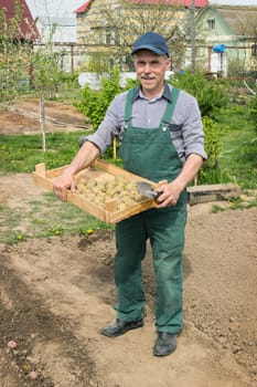 Elderly  man  planting potatoes in his garden spring