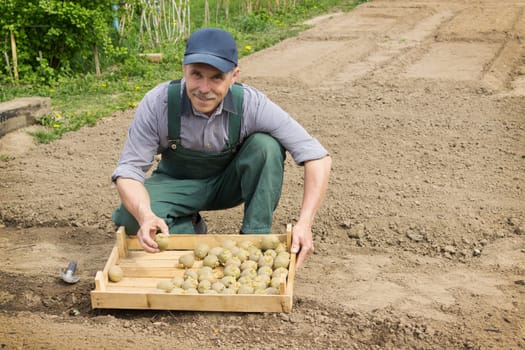 Elderly  man with smile planting potatoes in his garden spring