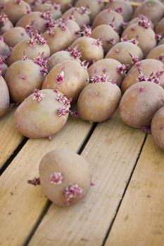 Ready for planting potatoes in a wooden box