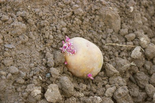 One germinated potato planting in the ground