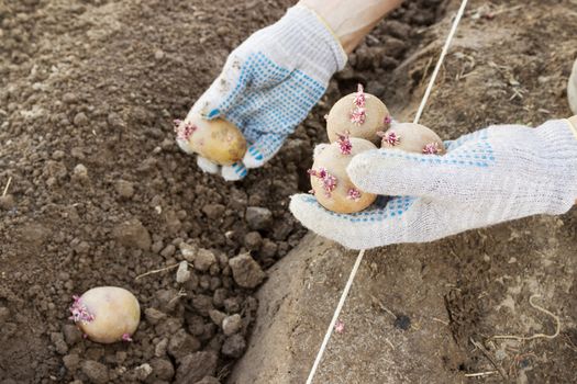 Farmer planting sprouts potatoes in the ground in spring