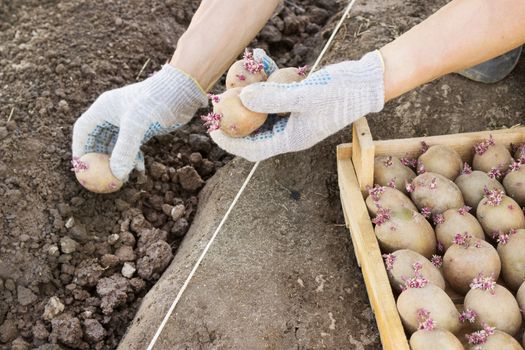 Jarovize and  planting potatoes  manually in your garden spring