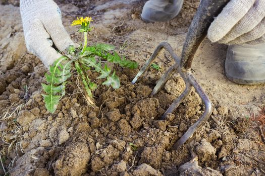 Hand farmer remove weeds from the soil on the field