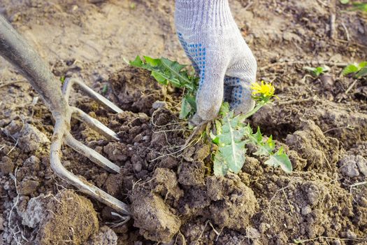 Farmer digs pitchforks malicious weed in the field