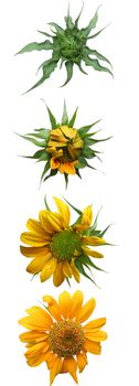 Stages of growth - Sunflower on white background