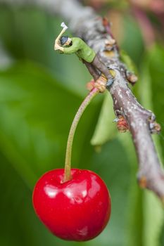 Cherry hanging on a cherry tree branch 