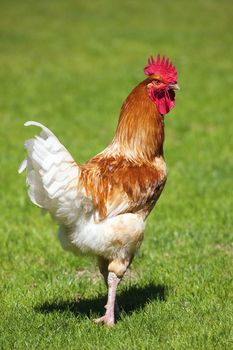 Beautiful cock on green grass in the sunlight