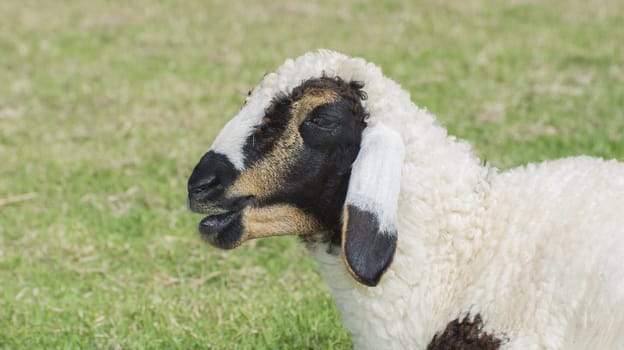 Sheep Farm in a field in Winter