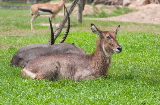 Eland Beast Lying on grass in the zoo of Thailand