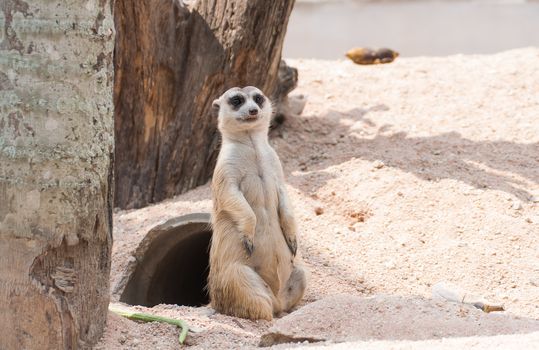 Upstanding Meerkat childlike in the zoo of Thailand