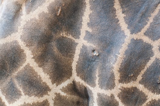 Textured skin giraffe and for you background