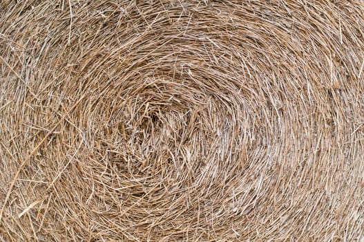 A close up detailed view of texture hay