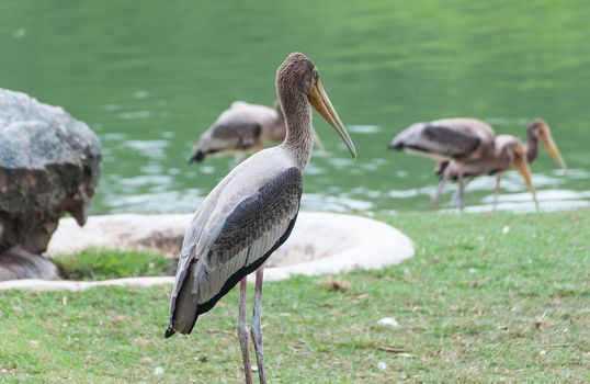 Kabbaw bird Portrait animal rights of Thailand