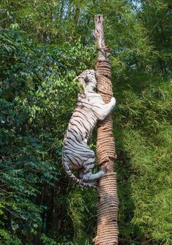 White tiger climbing trees show of Thailand