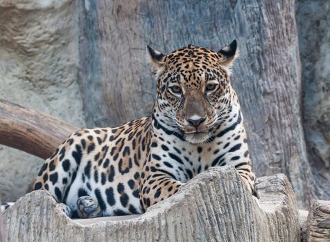 Portrait leopard predator in the zoo of Thailand