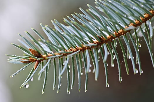 Closeup of blue spruce tree branch with needles and dew drops