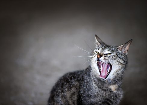 Gray pet cat meowing or yawning with mouth wide open on grey background and copy space