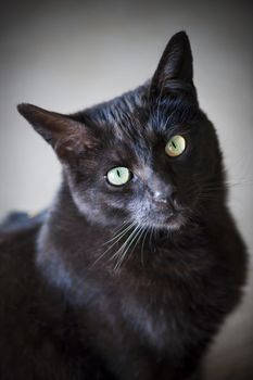 Portrait of black cat with green eyes