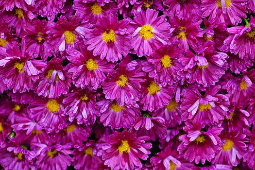 Background of pink mum flowers with raindrops