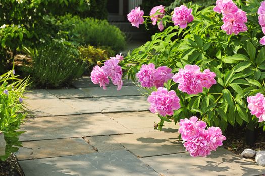Summer garden with paved path and blooming pink peony flowers