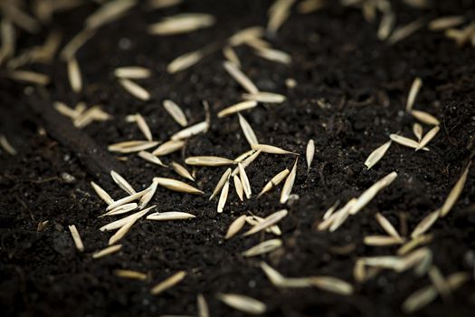 Closeup of grass seeds on fertile soil