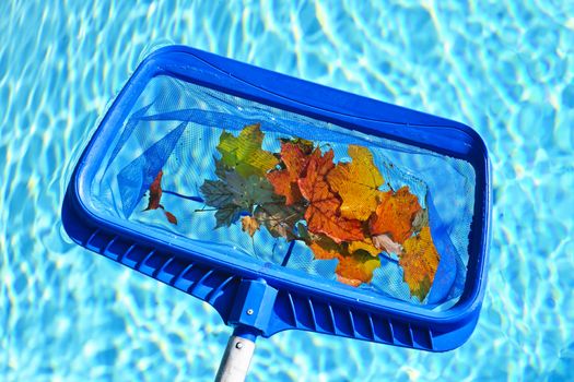 Cleaning swimming pool of fall leaves with blue skimmer before closing