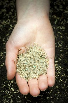 Grass seed held in hand over soil with planted seeds