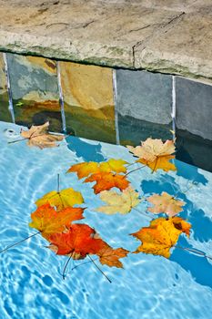 Fall leaves floating in swimming pool water