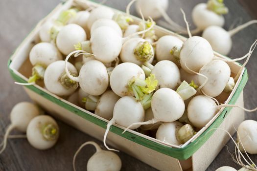 Many small white freshly picked turnips in basket for sale on farmers market