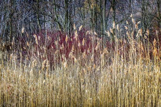 Winter reeds and forest at Scarborough Bluffs in Toronto, Canada.