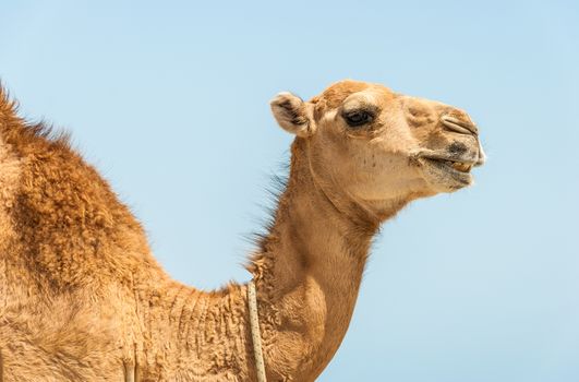 camel head with neck on blue background