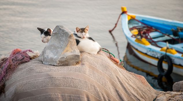 cat family sleeping behind the rock